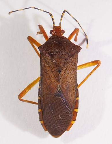 Réf. 302 538 : Anasa sp.